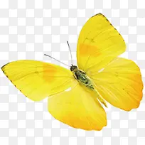 高清黄色蝴蝶海报