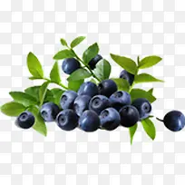 新鲜蓝莓水果树枝