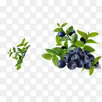 蓝莓新鲜水果高清植物