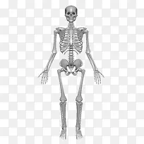 人体骨骼构造