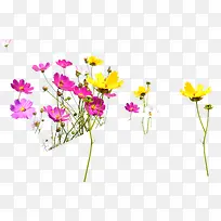 黄粉色春季美化小花
