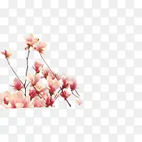 清新春季文艺花朵