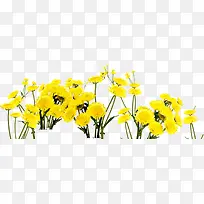 春季黄色郊外小花