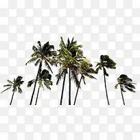 八颗椰树夏天