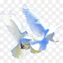 白色和平鸽成群高飞