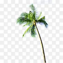 夏日旅行椰树植物