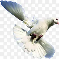 白色和平鸽展翅翱翔