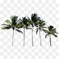 高大椰树创意沙滩