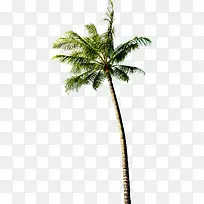 淘宝夏日高大椰树