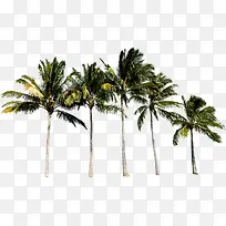 夏天五颗椰树