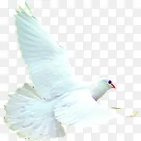 高清摄影白色和平鸽