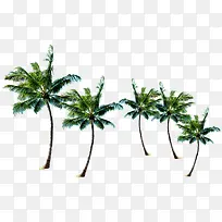 五个椰树一排
