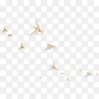 白色和平鸽禽类纷飞