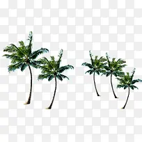 五颗椰树夏天