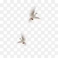 白色和平鸽图片