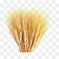 麦子稻穗