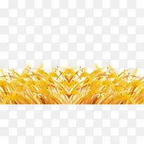 金黄麦子