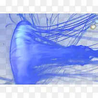 水母