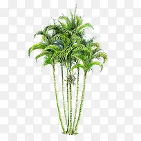 椰子树从绿色
