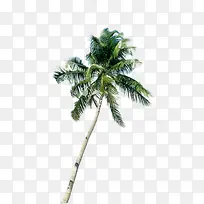 夏日海报摄影椰子树
