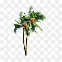 椰子树装饰