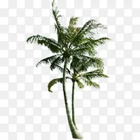绿色白底椰子树