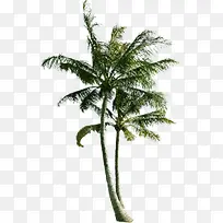 海滩两颗椰子树