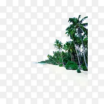 绿色高耸入天的椰子树