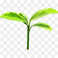 绿色踏青发芽生长植物