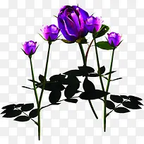 紫色玫瑰七夕