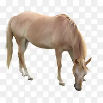 素描马矢量图