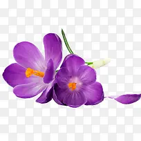 紫色唯美小花装饰