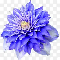 紫色炫彩花朵装饰