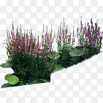 紫色小花植物装饰