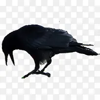 黑色创意鸟儿手绘