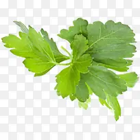绿色新鲜大叶蔬菜