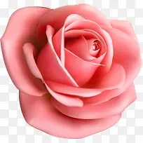 一朵大玫瑰花