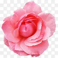 盛开的蔷薇粉色免扣