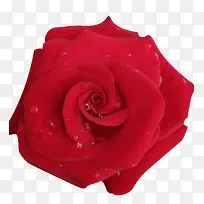 红色新鲜玫瑰花