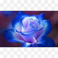 唯美蓝色玫瑰花壁纸