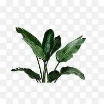 绿色植物素材PNG