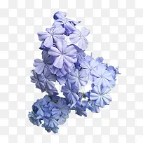紫蓝色的花朵