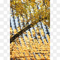 黄色银杏树叶秋天