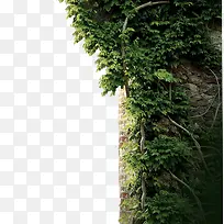 绿植装饰
