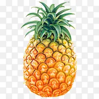 水果菠萝矢量图