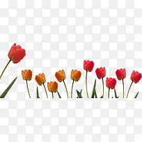 红色郁金香花朵植物