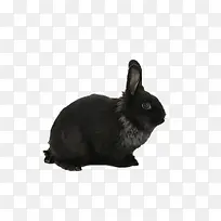 黑色兔子