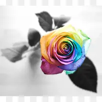 黑白玫瑰与彩色玫瑰的结合