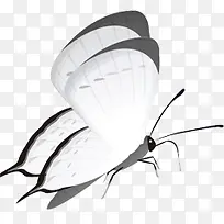 白色卡通海报蝴蝶