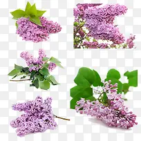 紫金花卉